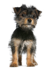 Yorkshire Terrier puppy, 3 months old, standing