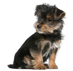 Yorkshire Terrier puppy, 3 months old, sitting © Eric Isselée