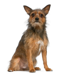 Mixed-breed dog, 15 months old, sitting