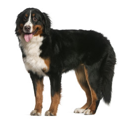 Bernese Mountain Dog, 12 months old, standing and panting