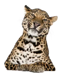Foto auf Acrylglas Leopard, Panthera pardus, vor weißem Hintergrund liegend © Eric Isselée