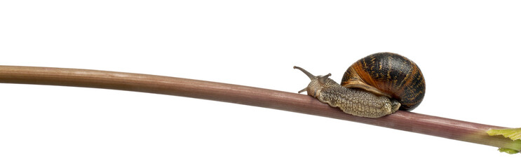 Garden snail on stick, Helix aspersa