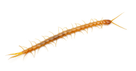 Centipede in front of white background