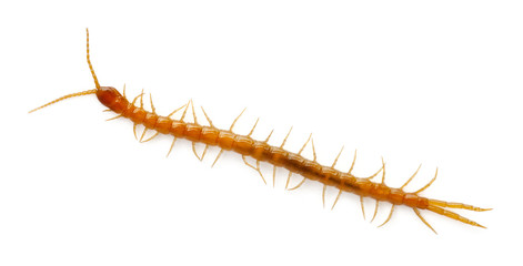 Centipede in front of white background