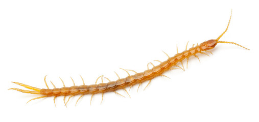 Centipede in front of white background