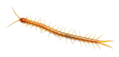 Centipede in front of white background