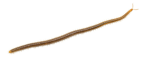 Centipede in front of white background