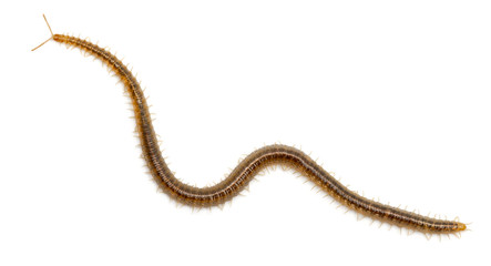 Centipede in front of white background