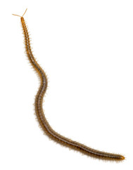 Centipede in front of white background