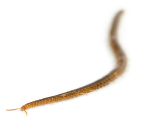Centipede in front of white background