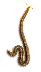 Centipede in front of white background