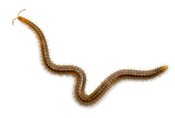 Centipede in front of white background