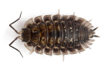 High angle view of Common woodlouse, Oniscus asellus