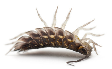 Upside down Common woodlouse, Oniscus asellus