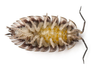 High angle view of upside down Common woodlouse, Oniscus asellus