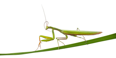 Female European Mantis or Praying Mantis, Mantis religiosa © Eric Isselée