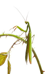 Female European Mantis or Praying Mantis, Mantis religiosa