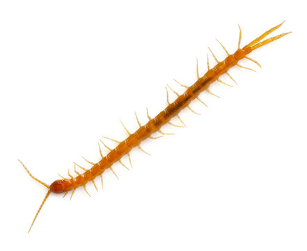 Centipede in front of white background