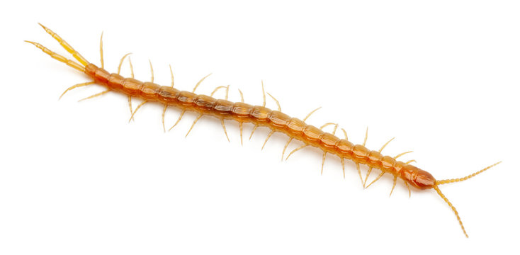 Centipede in front of white background