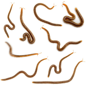Collage of centipedes in front of white background