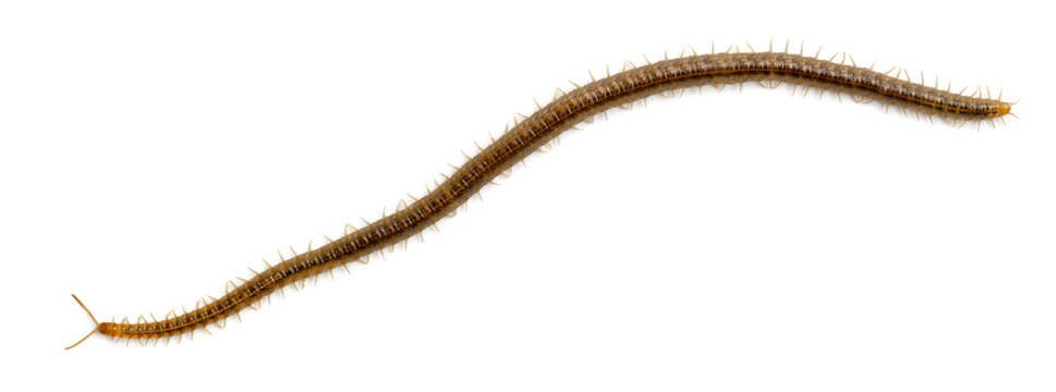 Centipede in front of white background