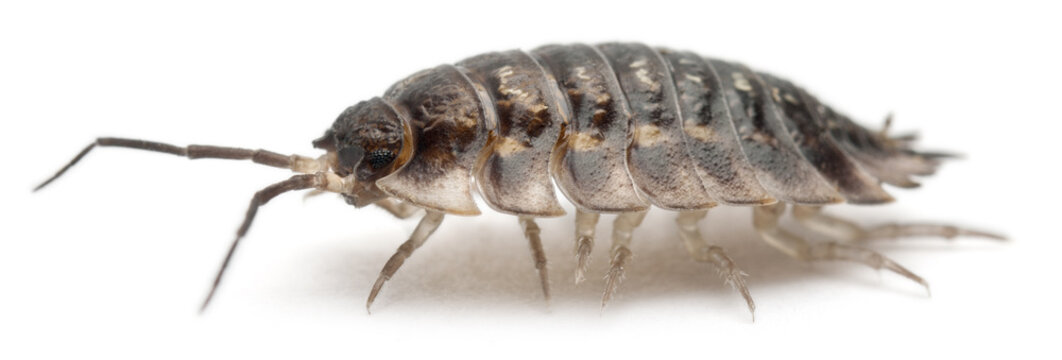 Common Woodlouse, Oniscus Asellus