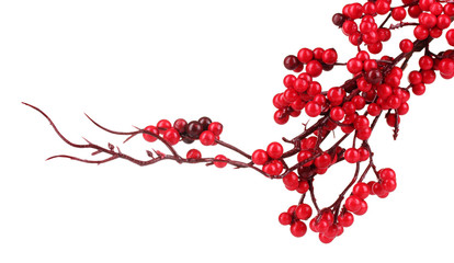 beautiful branch with red berries isolated on white © Africa Studio