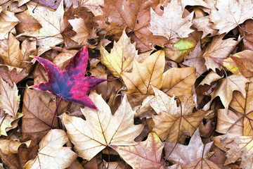Hojas de otoño