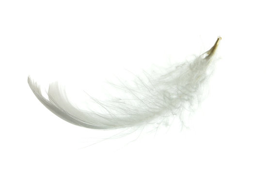 White goose feather