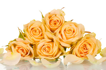Many roses on white background