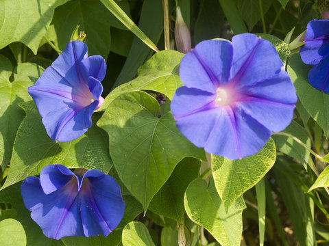 Morning glory flowers in Dassia Corfu