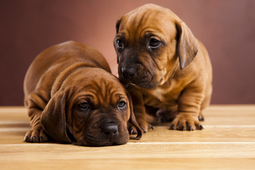 Baby dogs