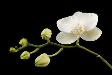 Fototapeta na wymiar Weiße Orchidee