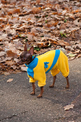 Naklejka premium Dog
