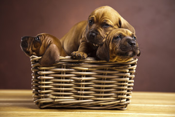 Puppies, wicker basket