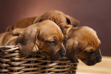 Puppies, wicker basket