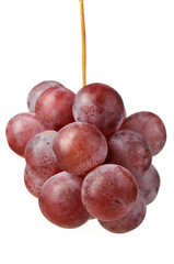 Purple Grapes on White Background