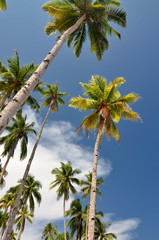Beautiful coconut tree composition on tropical island