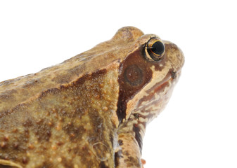 Large Brown Frog on White Background