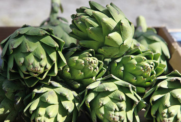 Fototapeta premium globe artichokes