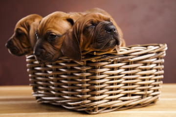 Puppies, wicker basket