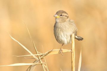 Tree sparrow female perching on reed