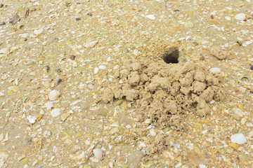 Ghost crab hole