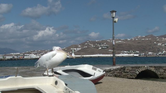 Pelican in Mykonos, Greece