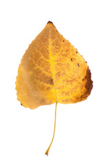 Naklejka premium Fall leaf