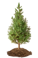 Young Spruce (Picea glauca Conica) - 37082601