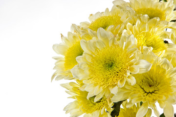 Chrysanthemum is bunched. Open composition