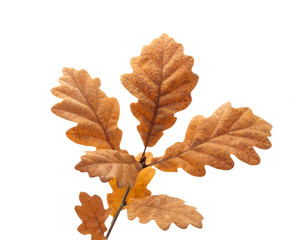 Oak Leaves
