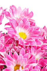 Obraz premium Chrysanthemum Flowers