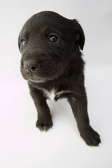 Portrait of cute black labrador puppy